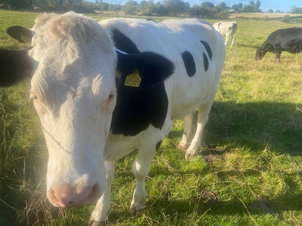 Cumbrian Rural Countryside scene with a cow in a field 