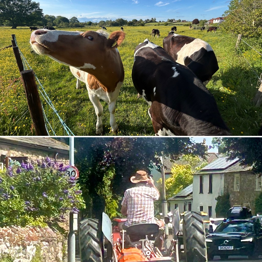 cows and a village scene with a man on a tractor in a village